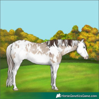 Horse Color:White Spotted Brown Dun Splash Appaloosa Rabicano 