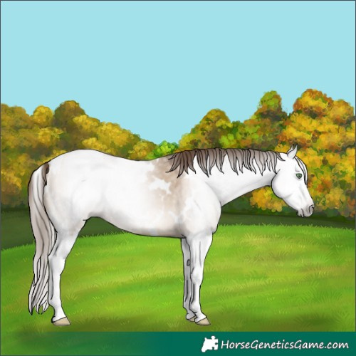 Horse Color:Gray White Spotted Bay Pearl Dun Splash 