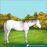 Horse Color:Gray White Spotted Bay Pearl Dun Splash 
