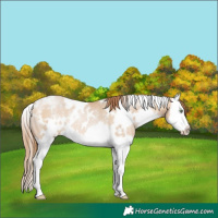 Horse Color:White Spotted Bay Pearl Dun Splash Rabicano 