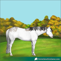 Horse Color:Brown Dun Sabino Splash Rabicano 