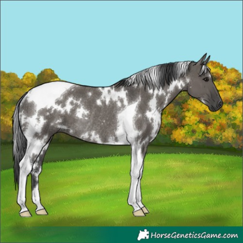 Horse Color:White Spotted Grullo Tobiano Rabicano