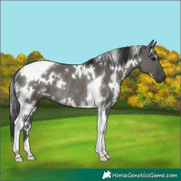 Horse Color:White Spotted Grullo Tobiano Rabicano 