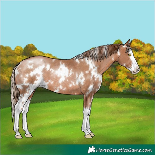 Horse Color:White Spotted Brown Pearl Splash Rabicano 