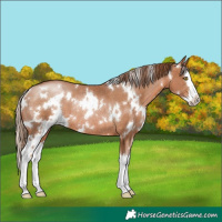 Horse Color:White Spotted Brown Pearl Splash Rabicano 