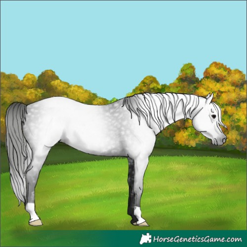 Horse Color:Gray Black