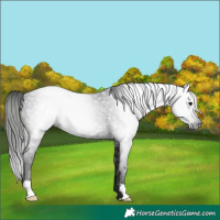 Horse Color:Gray Black 