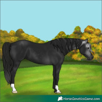 Horse Color:Gray Black 