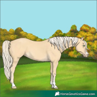 Horse Color:Gold Cream Champagne 
