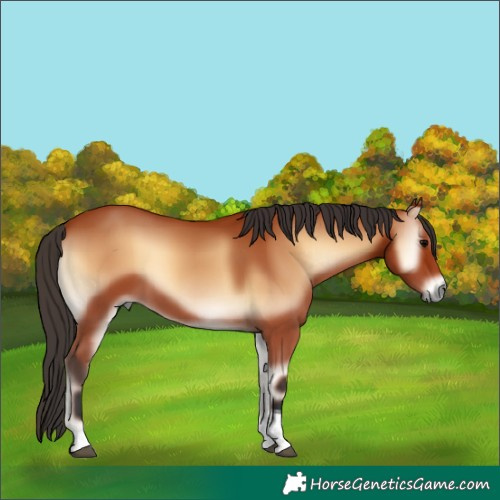 Horse Color:Bay Onyx Tobiano 