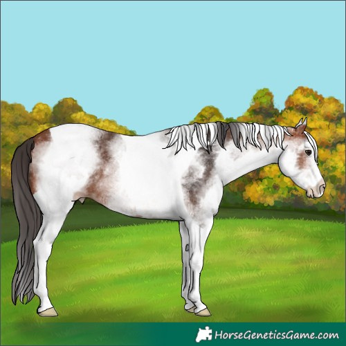 Horse Color:White Spotted Bay Tobiano 