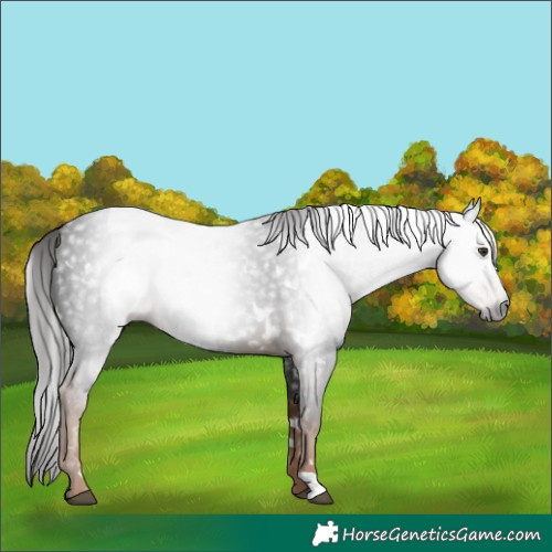 Horse Color:Gray White Spotted Liver Chestnut Rabicano