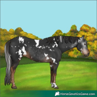 Horse Color:Gray White Spotted Liver Chestnut Rabicano 