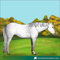Horse Color:Gray White Spotted Liver Chestnut Rabicano 