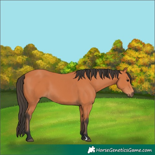 Horse Color:Bay 