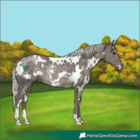Horse Color:White Spotted Silver Black Rabicano 