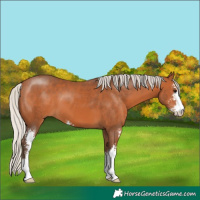 Horse Color:Silver Bay Sabino 