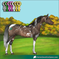 Horse Color:White Spotted Brown Dun Tobiano Rabicano Brindle 