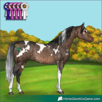 Horse Color:White Spotted Brown Dun Tobiano Rabicano Brindle 