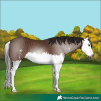 Horse Color:Gray Bay Sabino Splash 