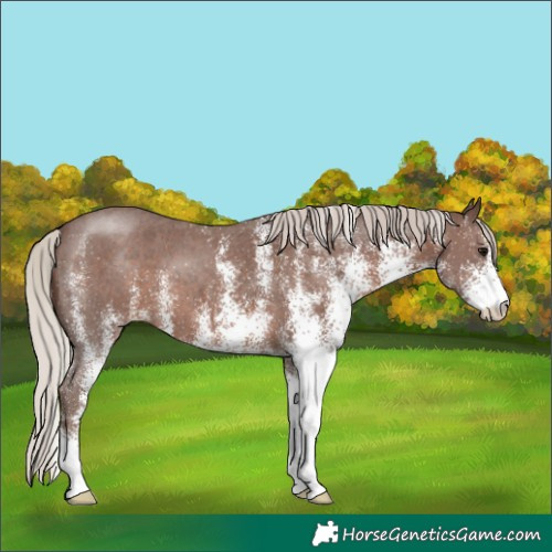 Horse Color:White Spotted Silver Black 