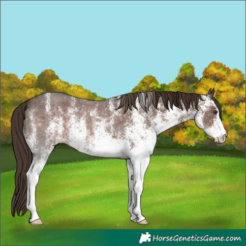 Horse Color:White Spotted Liver Chestnut 