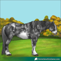 Horse Color:Unknown 