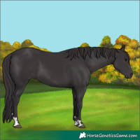 Horse Color:Smoky Black 