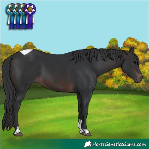 Horse Color:Brown Tobiano Rabicano 