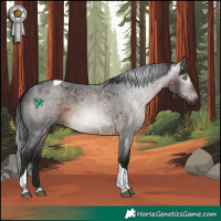 Horse Color:Gray Bay Roan Tobiano Rabicano