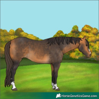 Horse Color:Buckskin 