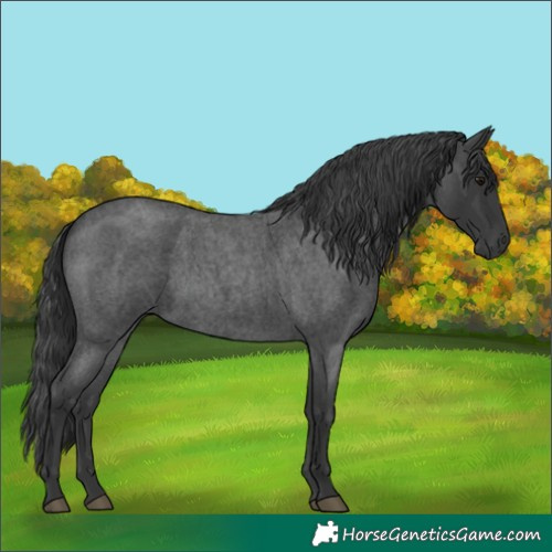 Horse Color:Blue Roan 