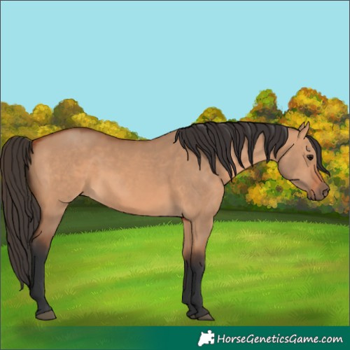 Horse Color:Bay Dun 