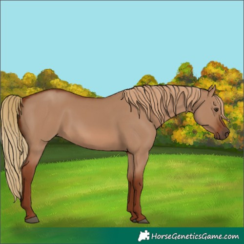 Horse Color:Red Dun 
