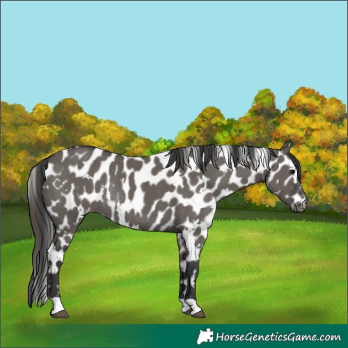 Horse Color:White Spotted Grullo Appaloosa Rabicano