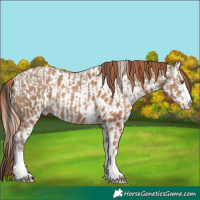 Horse Color:Classic Cream Champagne and Gold Champagne Appaloosa