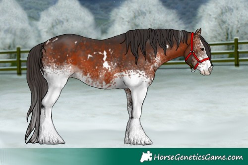 Horse Color:White Spotted Bay Appaloosa