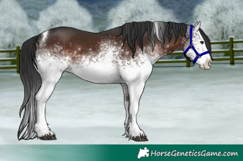 Horse Color:White Spotted Liver Chestnut Tobiano Appaloosa 