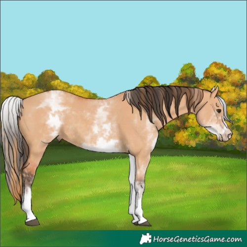 Horse Color:White Spotted Red Dun Rabicano and White Spotted Bay Dun Rabicano