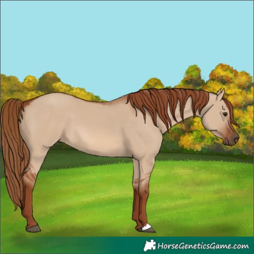 Horse Color:Red Dun 