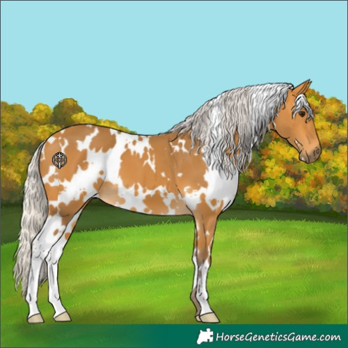 Horse Color:White Spotted Silver Buckskin 