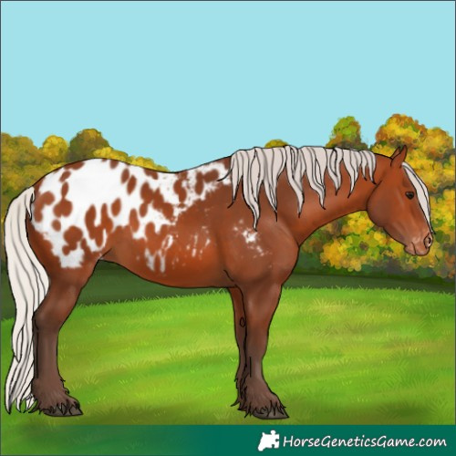 Horse Color:Silver Bay Appaloosa 