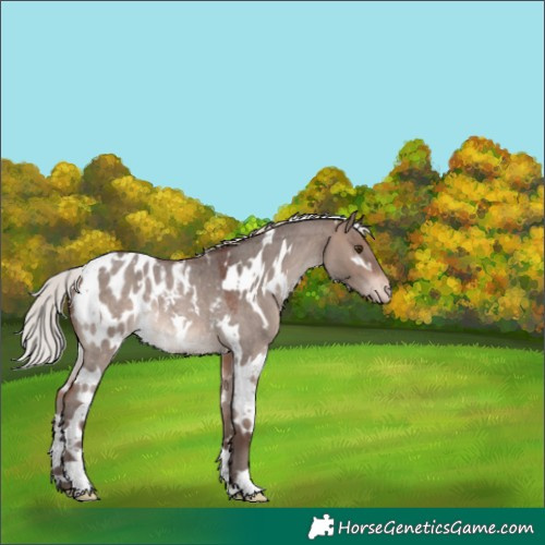 Horse Color:White Spotted Silver Brown Roan Dun Mushroom Blanket Rabicano 