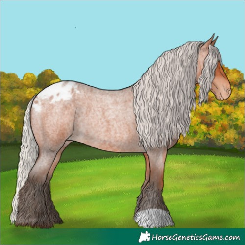 Horse Color:Silver Bay Roan Appaloosa Rabicano 