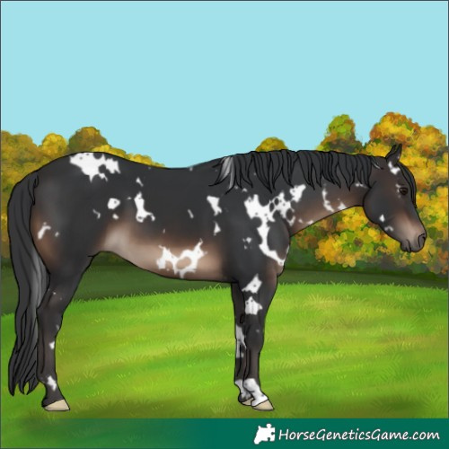 Horse Color:White Spotted Brown 