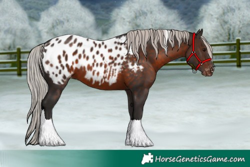 Horse Color:Silver Brown Tobiano Blanket 