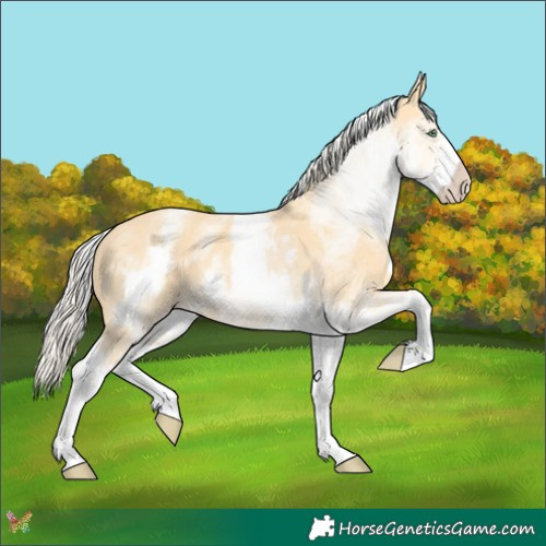 Horse Color:White Spotted Gold Cream Champagne 