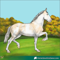 Horse Color:White Spotted Gold Cream Champagne 