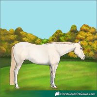 Horse Color:Buckskin Roan Pearl  and Buckskin Roan Pearl Rabicano 