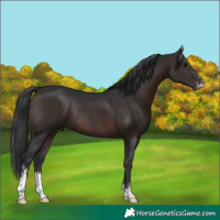 Horse Color:Brown Sabino Rabicano